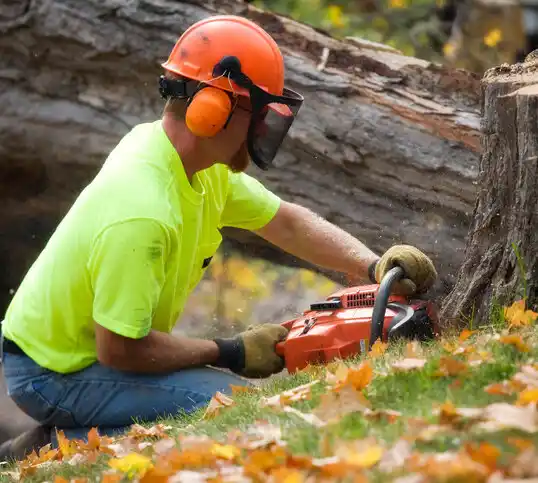 tree services Sandia Heights